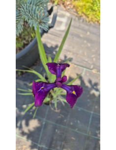 Kosaciec mieczolistny "Variegata" 2L (łac. Iris kaempferi) 2