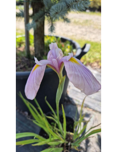 Kosaciec mieczolistny "Rose Queen" 2L (łac. Iris kaempferi)