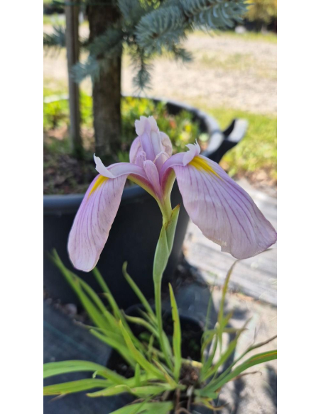 Kosaciec mieczolistny "Rose Queen" 2L (łac. Iris kaempferi)