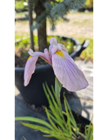 Kosaciec mieczolistny "Rose Queen" 2L (łac. Iris kaempferi)