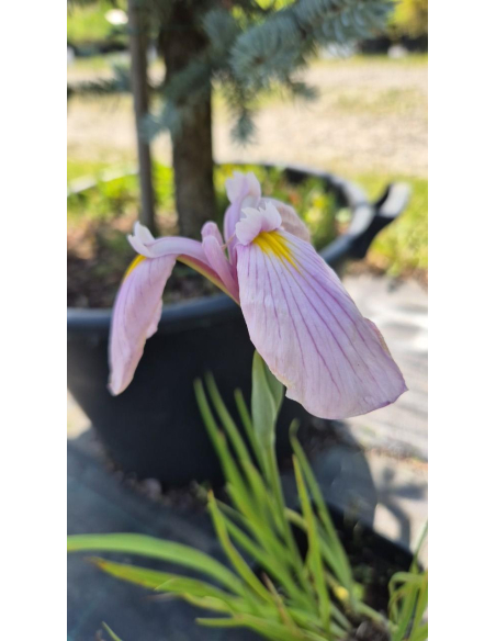 Kosaciec mieczolistny "Rose Queen" 2L (łac. Iris kaempferi)