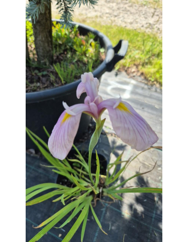 Kosaciec mieczolistny "Rose Queen" 2L (łac. Iris kaempferi)