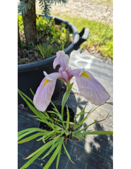 Kosaciec mieczolistny "Rose Queen" 2L (łac. Iris kaempferi)