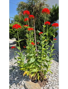 Firletka chalcedońska - Lychnis chalcedonica 1L