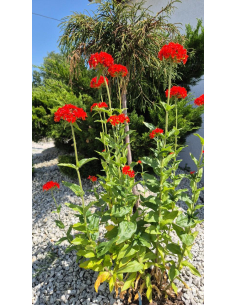 Firletka chalcedońska - Lychnis chalcedonica 1L 2