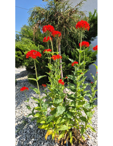 Firletka chalcedońska - Lychnis chalcedonica 1L