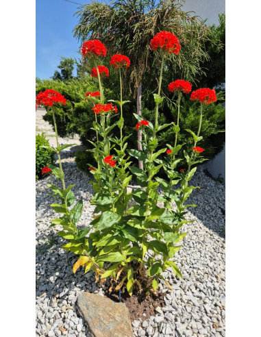 Firletka chalcedońska - Lychnis chalcedonica 1L