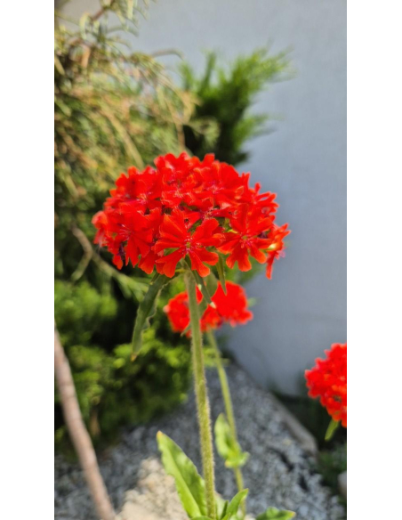 Firletka chalcedońska - Lychnis chalcedonica 1L
