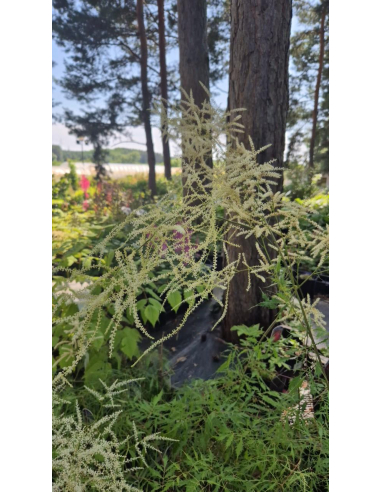 Parzydło leśne 'Kneiffii' - Aruncus dioicus 2L