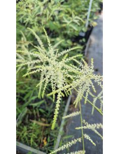 Parzydło leśne 'Kneiffii' - Aruncus dioicus 2L 2