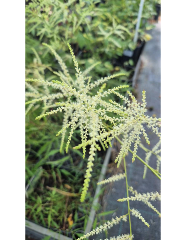 Parzydło leśne 'Kneiffii' - Aruncus dioicus 2L