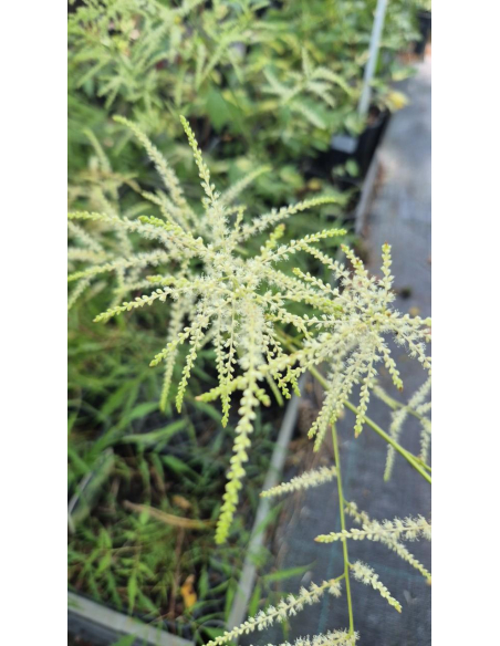 Parzydło leśne 'Kneiffii' - Aruncus dioicus 2L