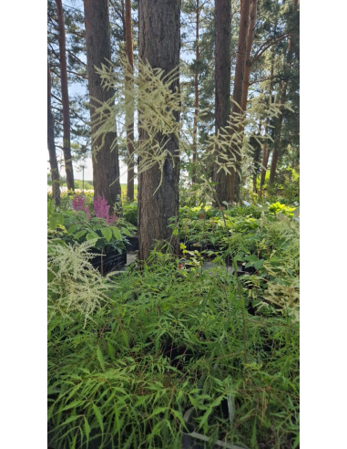 Parzydło leśne 'Kneiffii' - Aruncus dioicus 2L