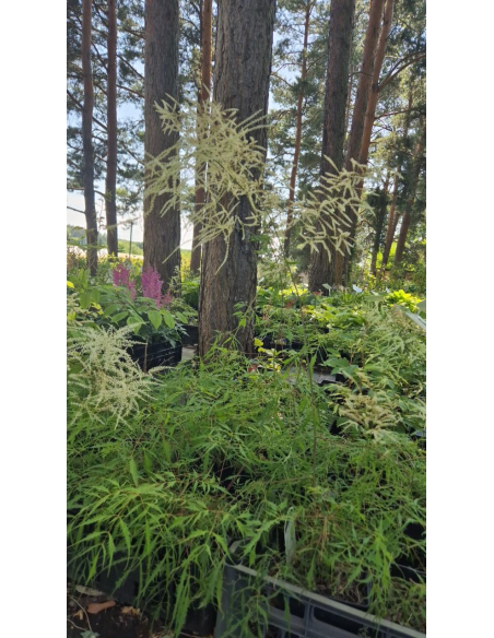Parzydło leśne 'Kneiffii' - Aruncus dioicus 2L