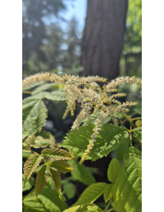 Parzydło leśne 'Sylverster'- Aruncus dioicus 3L