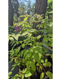 Parzydło leśne 'Sylverster'- Aruncus dioicus 3L 2
