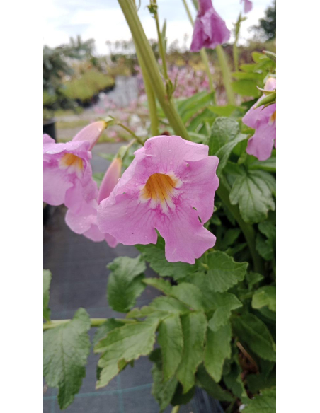 Inkarwilla Delavaya - Incarvillea delavayi 3L