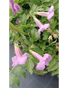 Inkarwilla Delavaya - Incarvillea delavayi 3L 2