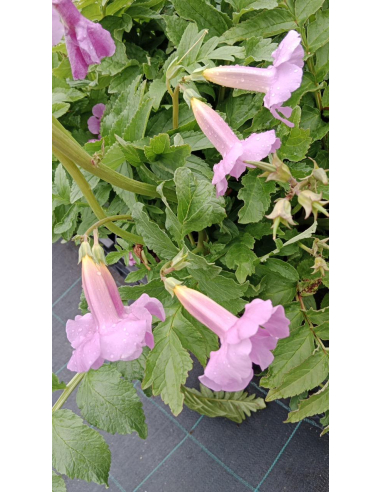 Inkarwilla Delavaya - Incarvillea delavayi 3L