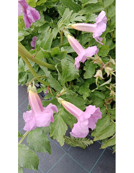 Inkarwilla Delavaya - Incarvillea delavayi 3L