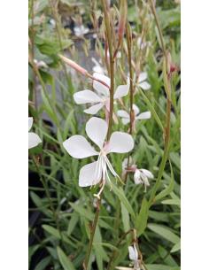 Gaura Lindheimera 'Whirling Butterflies' 1L