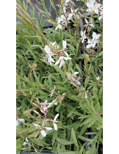 Gaura Lindheimera 'Whirling Butterflies' 1L 2