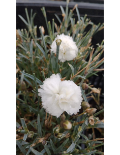 Goździk ogrodowy 'Silver Stars Arctic Star' - Dianthus 1L