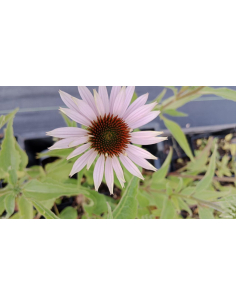 Jeżówka purpurowa ‘Doppeldecker’ - Echinacea P9 2