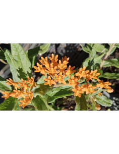 Trojeść bulwiasta - Asclepias tuberosa 4L