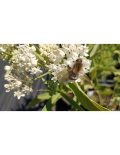 Trojeść biała 'Ice Ballet' Asclepias incarnata 4L