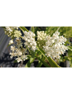 Trojeść biała 'Ice Ballet' Asclepias incarnata 4L 2