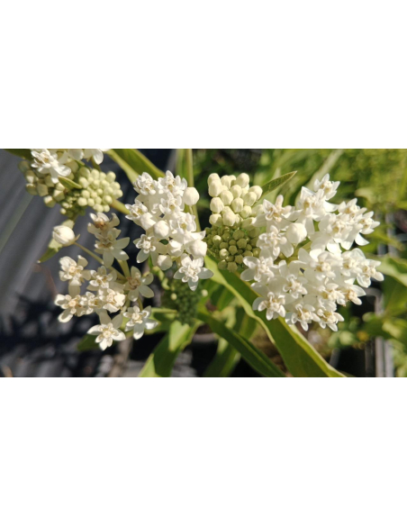 Trojeść biała 'Ice Ballet' Asclepias incarnata 4L