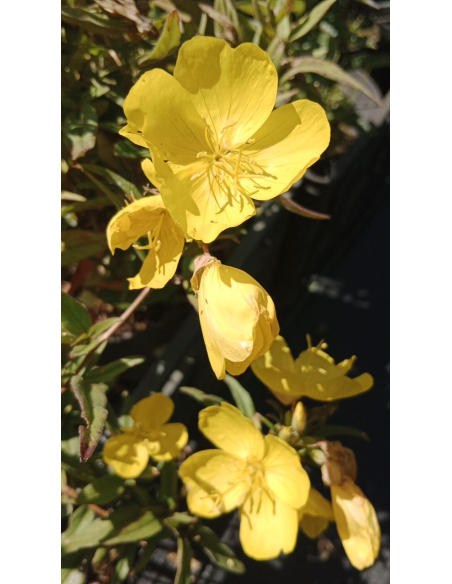 Wiesiołek krzewiasty 'Youngii' – Oenothera fruticosa P9 | Żółta bylina na słońce