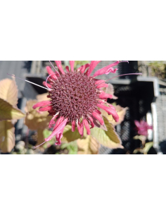 Pysznogłówka 'Be Happy' - Monarda 1L