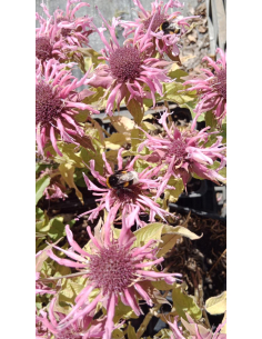 Pysznogłówka 'Balmy Pink' - Monarda hybr.1L