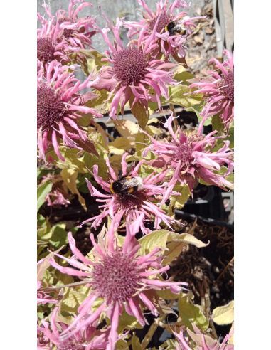 Pysznogłówka 'Balmy Pink' - Monarda hybr.1L