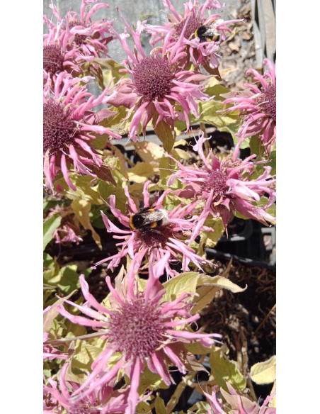 Pysznogłówka 'Balmy Pink' - Monarda hybr.1L