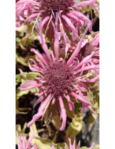 Pysznogłówka 'Balmy Pink' - Monarda hybr.1L 2