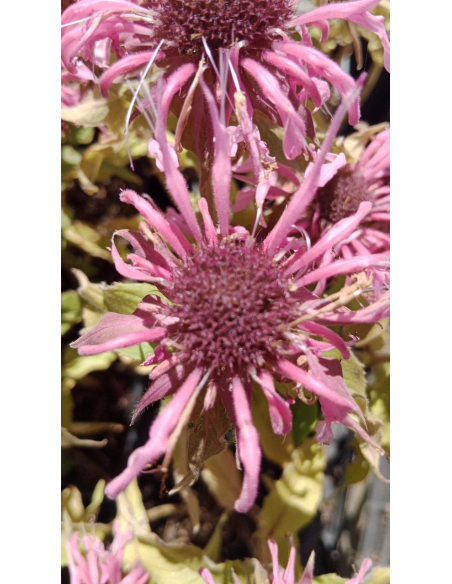 Pysznogłówka 'Balmy Pink' - Monarda hybr.1L