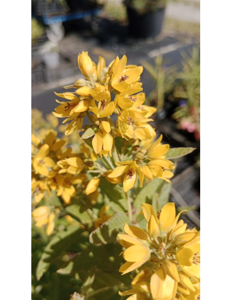 Tojeść pospolita - 'Vulgaris' Lysimachia  3L