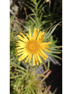 Oman wąskolistny - Inula ensifolia 2L