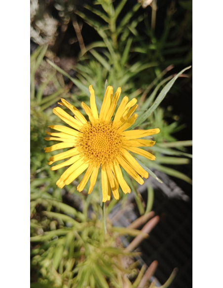 Oman wąskolistny - Inula ensifolia 2L