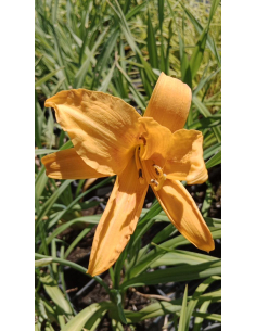 Liliowiec 'Three Tears' - Hemerocallis 2L