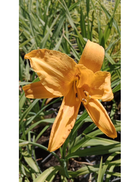 Liliowiec 'Three Tears' - Hemerocallis 2L