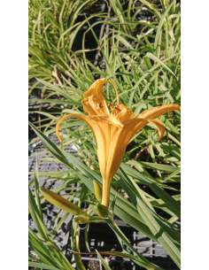 Liliowiec 'Three Tears' - Hemerocallis 2L 2