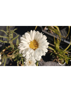 Złocień wielki 'Victorian Secret' 1L- (Leucanthemum x superbum Victorian Sectret) 