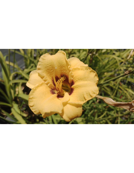 Liliowiec 'Rosber Dream' - Hemerocallis 1L