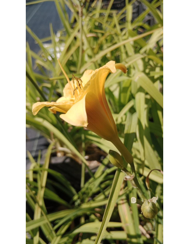 Liliowiec 'Rosber Dream' - Hemerocallis 1L