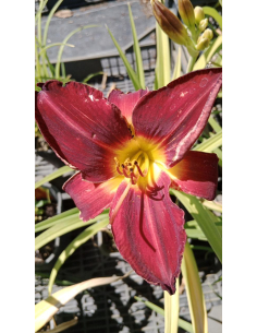 Liliowiec 'Jolly Hearts' - Hemerocallis 3L