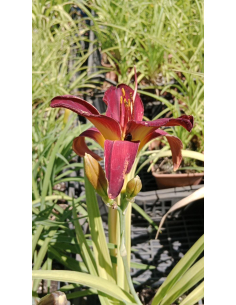 Liliowiec 'Jolly Hearts' - Hemerocallis 3L 2